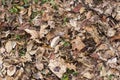 Colorful autumn leaves. green grass protruding from behind the