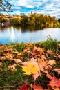 Colorful Autumn Leaves on The Ground Royalty Free Stock Photo