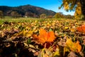 Colorful Autumn Leaves on The Ground Royalty Free Stock Photo