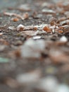 Colorful autumn leaves on the ground. Macro effect. Autumn is comming