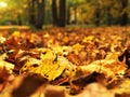 Colorful autumn leaves on the ground in park