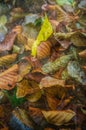 Autumn leaves with textured wallpaper