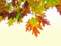 Colorful Autumn Leaves Hanging Over A White Background Royalty Free Stock Photo