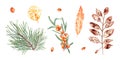 Colorful autumn leaves imprints, orange berries, pine branch. Set of fall dry leaves, sea buckthorn, fir, spruce. Watercolor