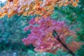 Colorful autumn leaves at japanese garden in Kyoto, Japan. Royalty Free Stock Photo