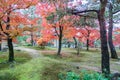 Colorful autumn leaves at japanese garden in Kyoto, Japan. Royalty Free Stock Photo