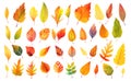 Colorful autumn leaves, large collection of digital illustrations in watercolor style. Generative AI illustrations isolated on