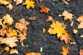 Colorful autumn leaves lying on black ground or pathway in the park. Autumn background