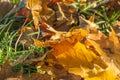 Colorful autumn leaves from the maple in frost Royalty Free Stock Photo