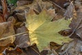 Colorful autumn leaves from the maple in frost Royalty Free Stock Photo