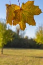 Colorful autumn leaves of a maple Genus Acer in front of a blurry background