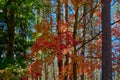 Colorful Autumn Leaves On A Maple Tree Surrounded By Pine Trees. Royalty Free Stock Photo
