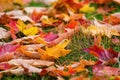 Colorful autumn leaves nature background Royalty Free Stock Photo