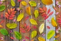 Colorful autumn leaves on old rustic wood background Royalty Free Stock Photo