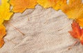 Colorful autumn Leaves over Burlap background. with copy space. seasonal concept Royalty Free Stock Photo