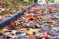 Colorful autumn leaves on the pavement, autumn background Royalty Free Stock Photo