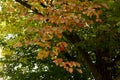 Colorful autumn leaves of Persian ironwood Parrotia persica Royalty Free Stock Photo