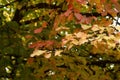 Colorful autumn leaves of Persian ironwood Parrotia persica