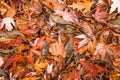 Orange colorful autumn leaves in pile during fall season. Royalty Free Stock Photo