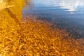 Colorful autumn leaves in a pond, dry fallen leaves on the water, a lake in the autumn Royalty Free Stock Photo