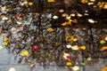 Colorful autumn leaves in a rain puddle Royalty Free Stock Photo