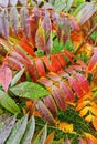 Colorful autumn leaves with raindrops - red, green, orange, yellow. Fall season mood Royalty Free Stock Photo