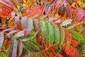 Colorful autumn leaves with raindrops - red, green, orange, yellow. Fall season mood, horizontal shot Royalty Free Stock Photo