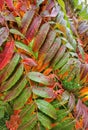 Colorful autumn leaves with raindrops - red, green, orange, yellow. Fall season mood, vertical shot Royalty Free Stock Photo