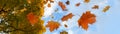 Colorful autumn leaves in red and golden falling from a maple tree, blue sky with clouds, panoramic format, motion blur Royalty Free Stock Photo