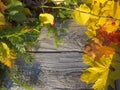 Colorful autumn leaves in red, orange, yellow and fir twig and rose hip on grunge wooden plank board with room for copy
