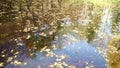 Colorful autumn leaves reflected in the water of a lake, floating autumn leaf. Autumn season leaves in the water. Beautiful abstra