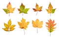 Colorful autumn leaves set isolated on white background Royalty Free Stock Photo