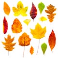 Colorful autumn leaves set isolated on white background Royalty Free Stock Photo