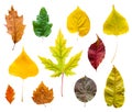 Colorful autumn leaves set isolated on white background Royalty Free Stock Photo