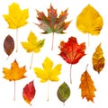 Colorful autumn leaves set isolated on white background Royalty Free Stock Photo