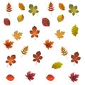 Colorful autumn leaves set, isolated on white background. vector illustration Royalty Free Stock Photo