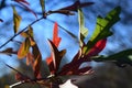 colorful autumn leaves in several colors, backlit against blue sky Royalty Free Stock Photo