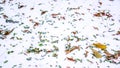 Colorful autumn leaves in the snow Royalty Free Stock Photo