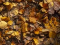 Colorful Autumn leaves, stagnating on the ground Royalty Free Stock Photo