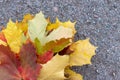 Colorful autumn leaves of the sugar maple, acer saccharum close up - major source of sap for making syrup