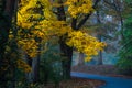 Colorful Autumn Leaves in the Sunshine as the Trees Change Color Royalty Free Stock Photo