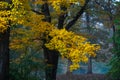 Colorful Autumn Leaves in the Sunshine as the Trees Change Color Royalty Free Stock Photo