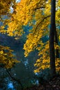 Colorful Autumn Leaves in the Sunshine as the Trees Change Color Royalty Free Stock Photo