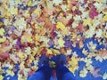 colorful autumn leaves underfoot, autumn