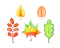 Colorful autumn leaves variety Royalty Free Stock Photo