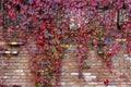 Colorful autumn leaves wall macro texture Royalty Free Stock Photo