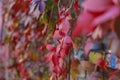 Colorful autumn leaves wall macro texture Royalty Free Stock Photo