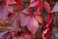 Colorful autumn leaves wall macro texture Royalty Free Stock Photo