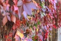 Colorful autumn leaves wall macro texture Royalty Free Stock Photo