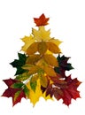 Colorful autumn leaves on white background. Royalty Free Stock Photo